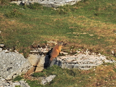 Marmota marmota