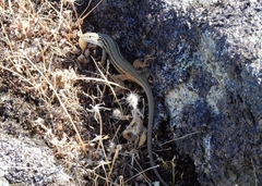 Psammodromus algirus
