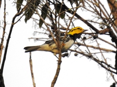 Setophaga chrysoparia