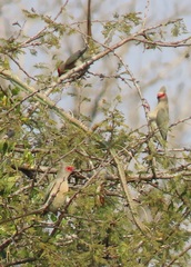 Urocolius indicus transvaalensis