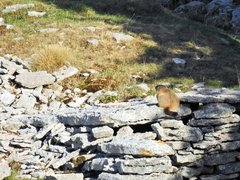 Marmota marmota