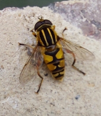 Helophilus pendulus