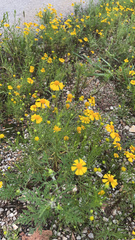 Helenium amarum