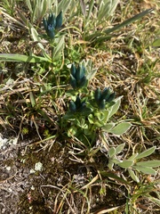 Gentiana glauca
