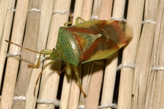 Elasmostethus interstinctus