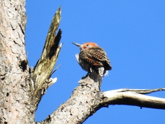 Colaptes auratus mexicanoides