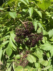 Sambucus canadensis