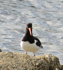 Haematopus ostralegus