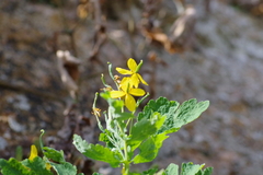 Chelidonium majus