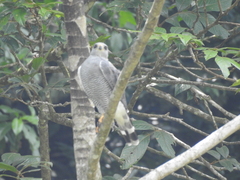 Buteo plagiatus