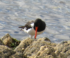 Haematopus ostralegus