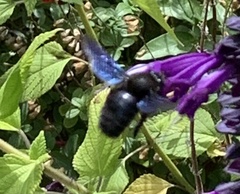 Xylocopa violacea