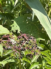 Diogmites basalis
