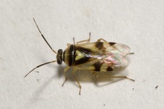 Orthops