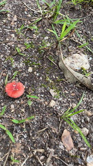 Russula