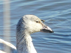 Anser caerulescens
