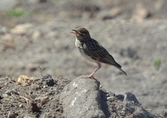 Lullula arborea