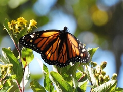 Danaus plexippus plexippus