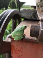 Hyla versicolor