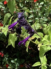 Xylocopa violacea