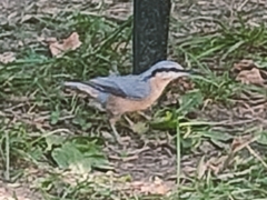 Sitta europaea