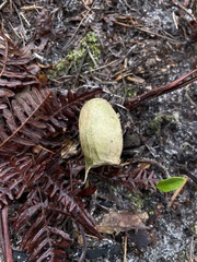 Antheraea polyphemus