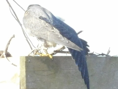 Falco peregrinus