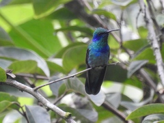 Colibri thalassinus