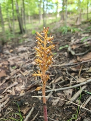 Corallorhiza maculata