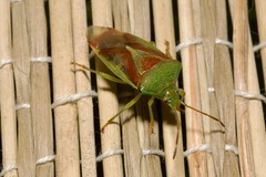 Elasmostethus interstinctus