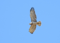 Circaetus gallicus