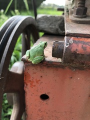 Hyla versicolor