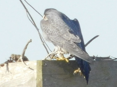 Falco peregrinus