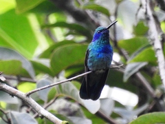 Colibri thalassinus