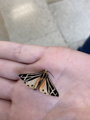 Lepidoptera