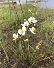 Sagittaria