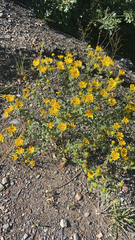 Heterotheca villosa