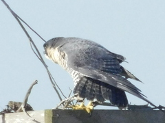 Falco peregrinus