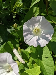 Calystegia sepium