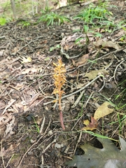 Corallorhiza maculata
