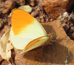 Colotis auxo