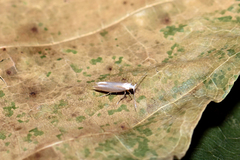 Argyresthia aurulentella