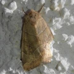 Cosmia trapezina