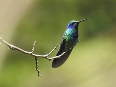 Colibri thalassinus