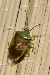 Elasmostethus interstinctus