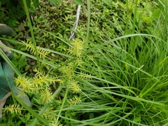 Cyperus esculentus