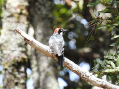 Melanerpes formicivorus