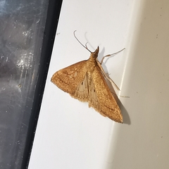 Renia flavipunctalis