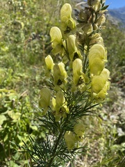 Aconitum anthora