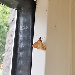 Renia flavipunctalis